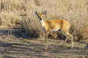 Foto gratuita primo piano di un'antilope in piedi nel safari in africa