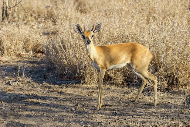 Closeup shot of an antelope standing in the safari in Africa