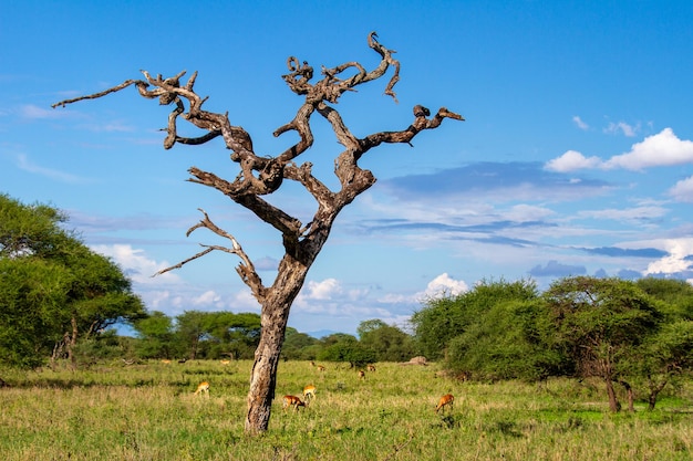 탄자니아 Tarangire 국립 공원에서 방목 하는 영양의 근접 촬영 샷