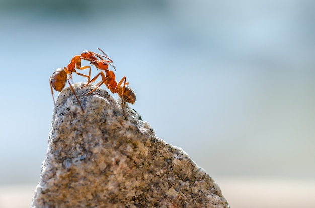 Closeup shot of ants on a stone