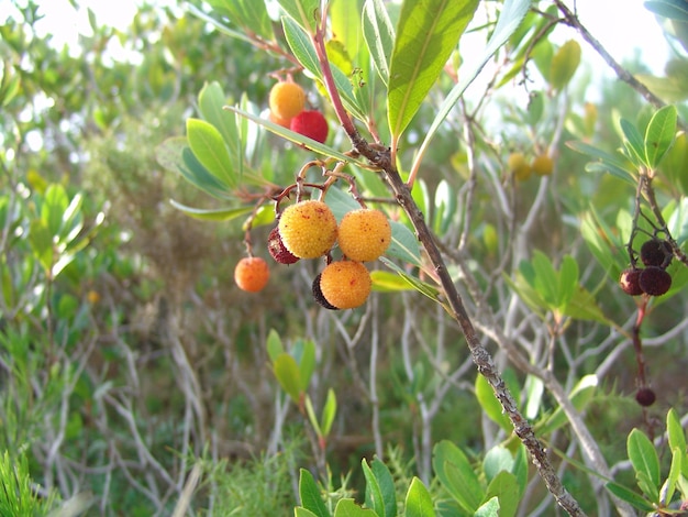 Closeup shot of an arbutus strawberry tree