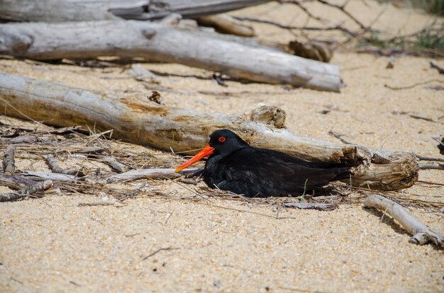 Closeup shot of an Australian oystercatcher on sand