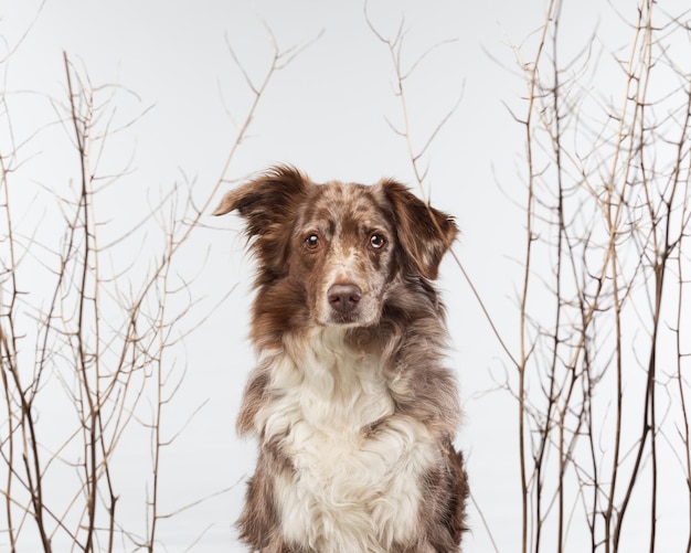 Closeup shot of an Australian Shepherd on a white background with trees