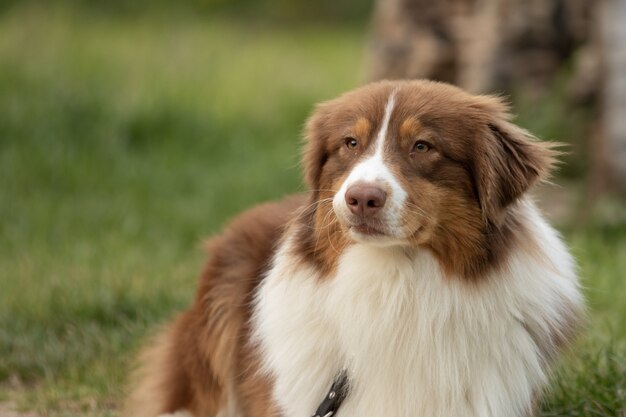 Closeup shot of an Australian shepherd