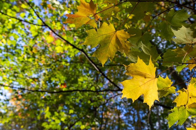 Closeup shot of autumn leaves on branches