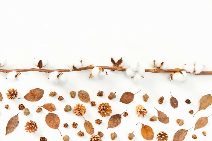 Free Photo closeup shot of autumn leaves and conifer cones, coton plants on white surface