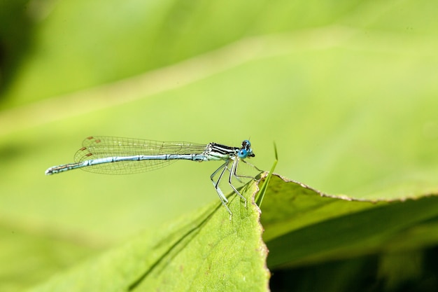 Closeup shot of an azure damselfly with distinctive black and blue coloring perched on a leaf blade