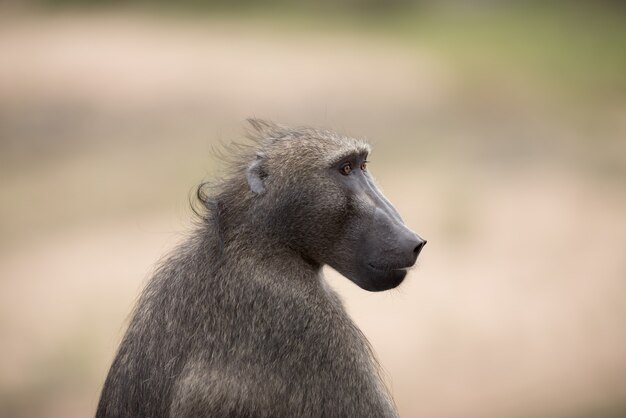 Closeup shot of a baboon monkey