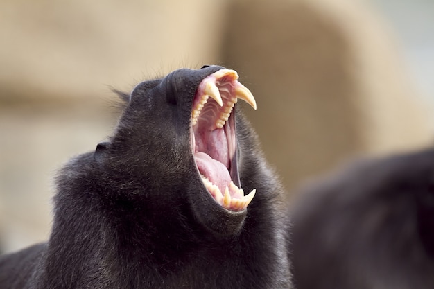 Free photo closeup shot of a baboon screaming with its mouth wide open and sharp teeth