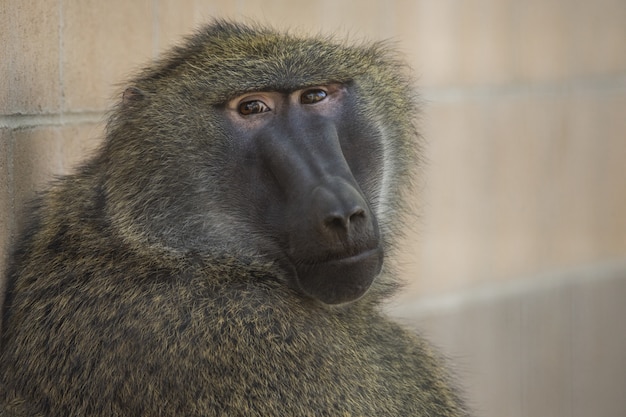 Closeup shot of a baboon sitting while looking at the camera