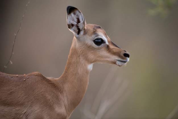 Closeup shot of a baby antelope