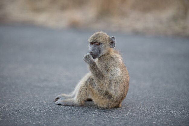 도로에 앉아있는 아기 원숭이 원숭이의 근접 촬영 샷
