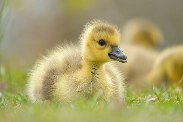 Closeup shot of a baby Canada goose on the grass