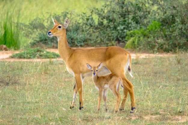 その母親のウィットの近くに立っている赤ちゃん鹿のクローズアップショットぼやけて自然な背景