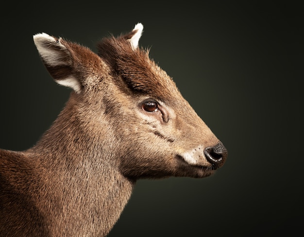 Foto gratuita colpo del primo piano di un cervo bambino