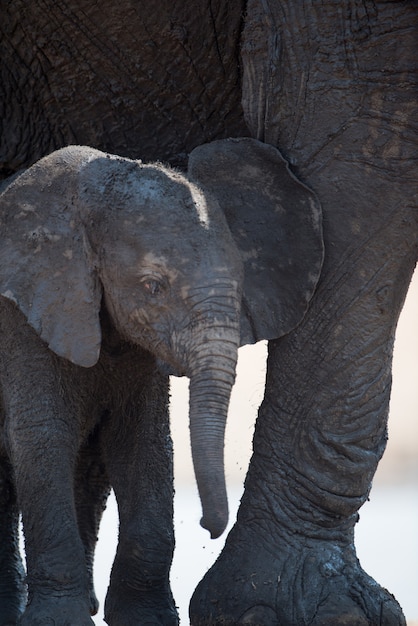 Foto gratuita colpo del primo piano di un elefantino in piedi accanto a una madre elefante