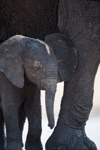Closeup shot of a baby elephant standing beside a mother elephant