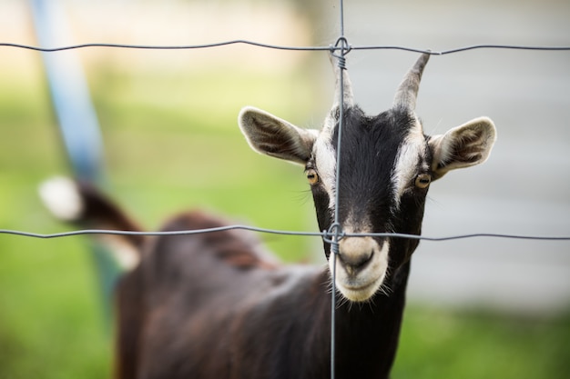 Closeup shot of a baby goat behind the barbed wire fence with a blurred