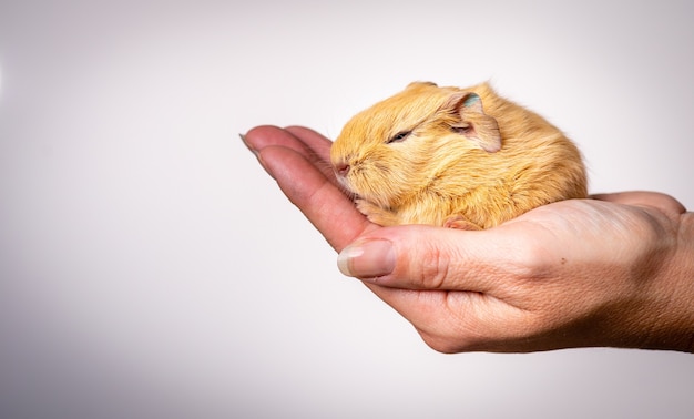 Closeup shot of a baby guinea pig in the palm of a person on a white background