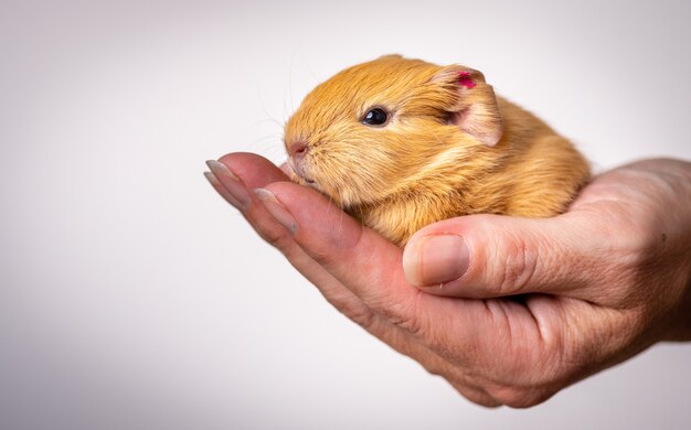 Closeup shot of a baby guinea pig in the palm of a person