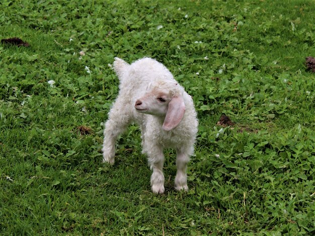 Closeup shot of a baby sheep in a field covered in greenery under the sunlight at daytime