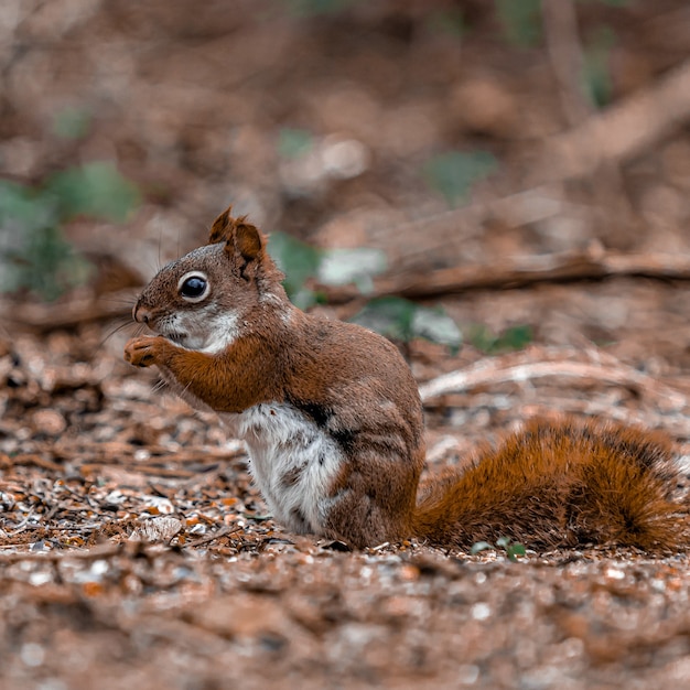 Closeup shot of a baby squirrel standing on the ground