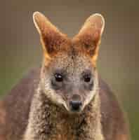 Foto gratuita colpo del primo piano di un baby wallaby con uno spazio sfocato