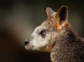 Free photo closeup shot of a baby wallaby