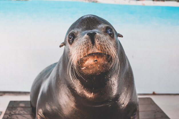 Closeup shot of a back seal