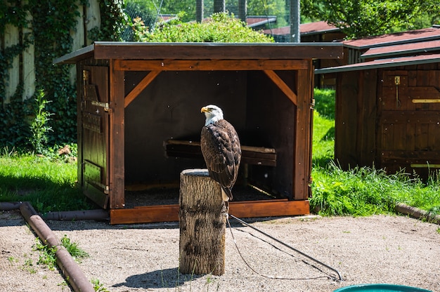 Крупным планом выстрелил белоголовый орлан, сидящий на пне в парке в солнечный день