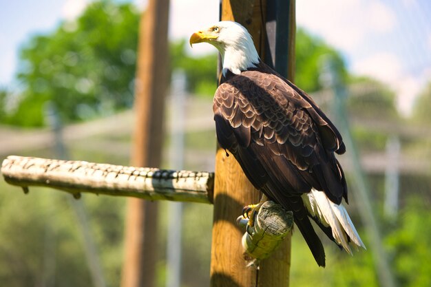 Съемка крупного плана белоголового орлана сидя на древесине с запачканной предпосылкой - концепцией доверия