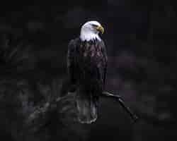 Free photo closeup shot of bald eagle on a tree branch looking for its prey