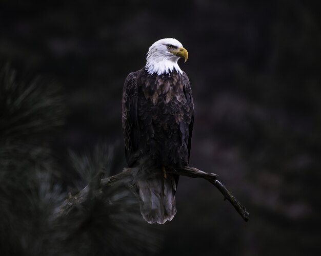 Крупным планом выстрелил белоголовый орлан на ветке дерева в поисках добычи