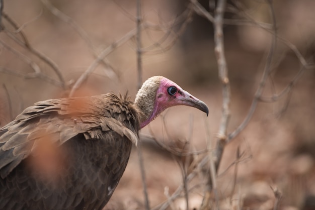 Free photo closeup shot of a bald head vulture