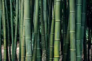 Free photo closeup shot of bamboo trees