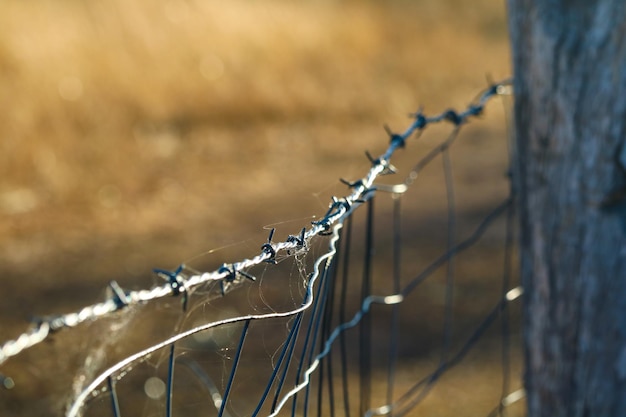 Free photo closeup shot of barbed wire with cobwebs