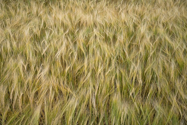 昼間の大麦穀物畑のクローズアップショット