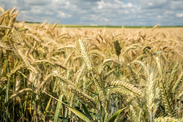 昼間の大麦の穀物畑のクローズアップショット