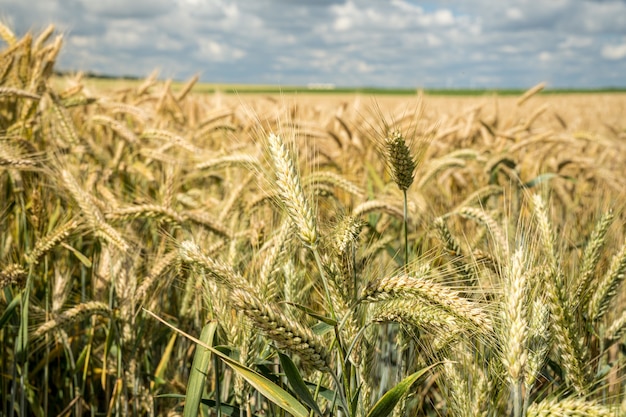 Closeup shot of the barley grain field during daytime