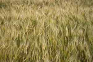 Free photo closeup shot of barley grains in the field waving with the wind