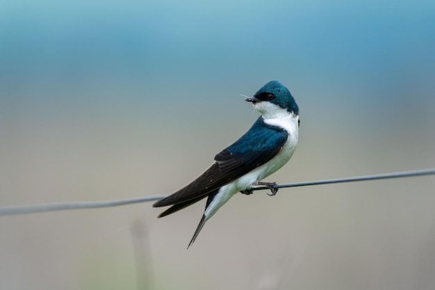Closeup shot of a Barn swallow bird looking back sitting on the cord