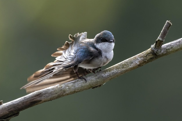 Closeup shot of Barn Swallow (Rustica Hirundo) perched on a tree branch