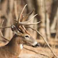 Free photo closeup shot of barren-ground caribou