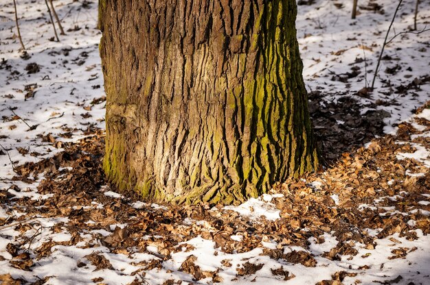 Closeup shot of the base of a tree surrounded with fallen leaves and snow