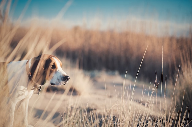 Closeup shot of beagle-harrier in the fields