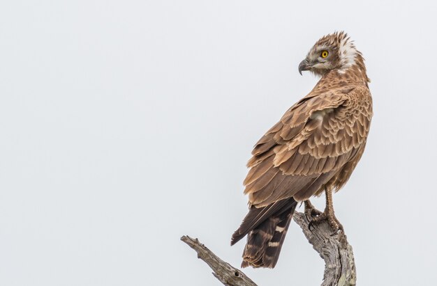 Closeup shot of a Beaudouin's snake eagle standing on wood at daylight