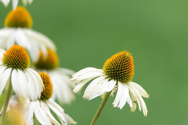 Closeup shot of a beautiful African daisy flower on a blurred background