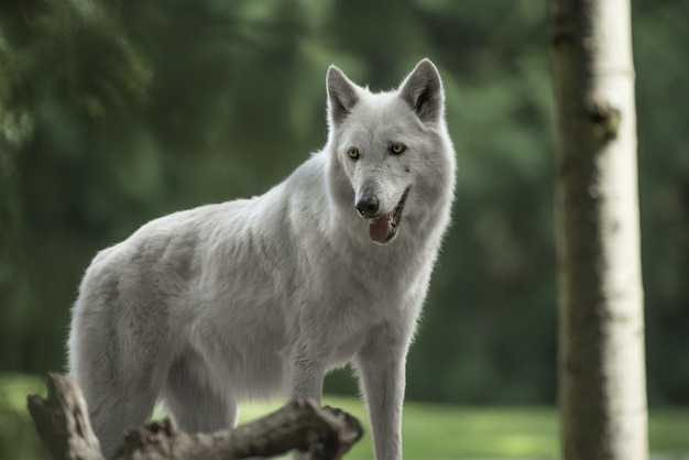 Closeup shot of a beautiful Alaska tundra wolf wth a blurred forest in the background