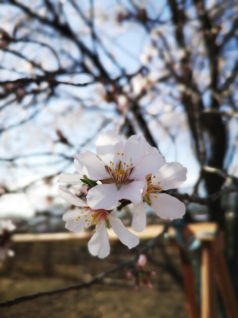 Closeup shot of beautiful almond blossom flowers