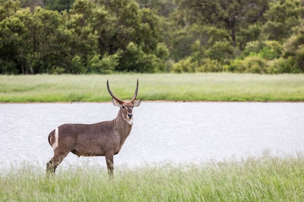 Closeup shot of a beautiful antelope standing near the lake in the forest
